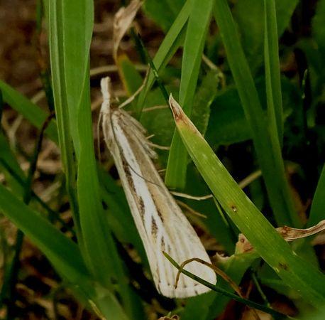 Catoptria digitellus